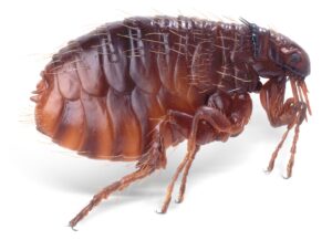 Adult Flea